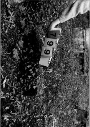 Grabstein 799