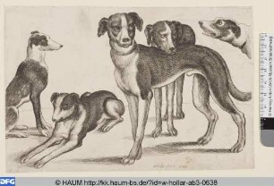 Vier Jagdhunde