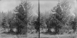 Im Wald : Junger Baumbestad im Mischwald des Białowieża-Nationalparks.