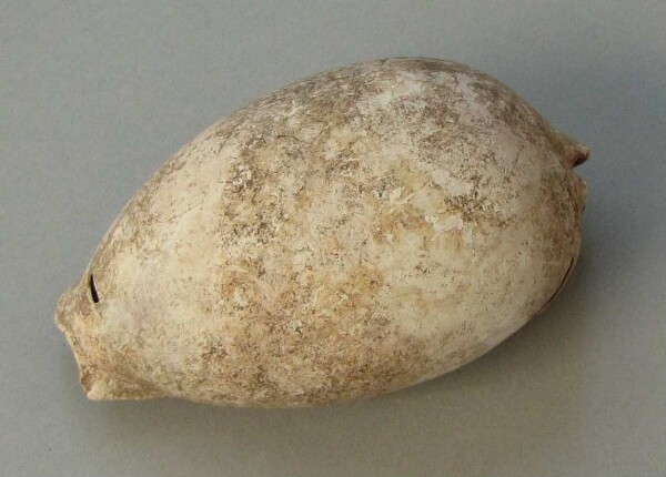 Muschelschale