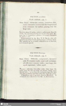 Pecten annulatus. Tab. DXLII.—fig. 1