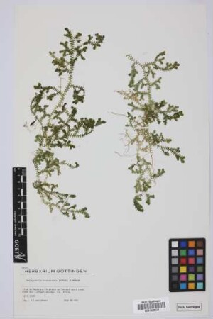 Selaginella kraussiana (G. Kunze) A. Br.