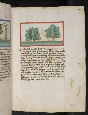 Nutzpflanze: Caulus (Brassica oleraceae / Brassicaceae) / Kohl; (aus Konrads von Megenberg "Buch der Natur")