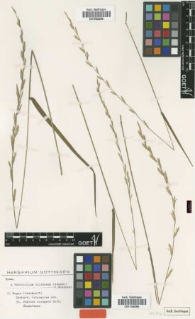 Festuca elongata Ehrh. [type]