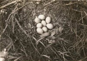 Auerhuhn (Tetrao urogallus L.), Gelege