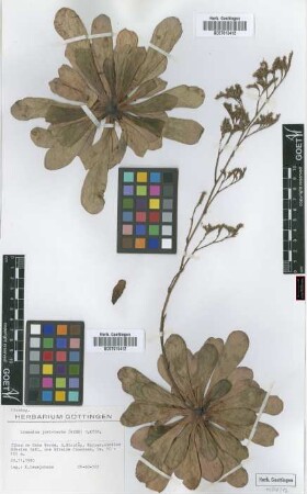 Limonium jovi-barba (Webb) O. Kuntze