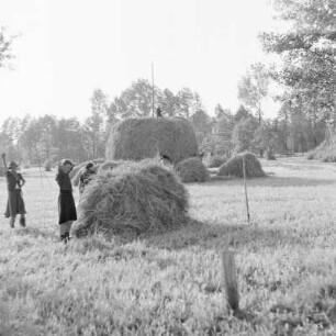 Das Heuschobern. Das Heu wird auf das Holzgestell geschichtet. : Kopjenje ,,Stog". Syno so na drjewjany košćowc worštuje.