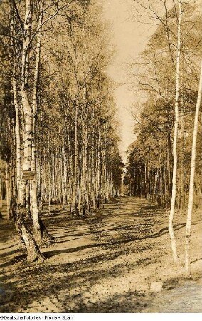 Dresdner Heide. (König-)Albert-Park (nahe Fischhausstraße). Spazierweg im Birkenwald