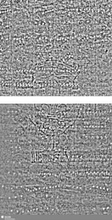 Lilienschild + IESV / LW = S.135-138