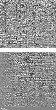 Lilienschild + IESV / LW = S.135-138