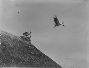 Weißstörche : Weißstorch (Ciconia ciconia Linnaeus) von einem Nest abfliegend, ein weiterer im Nest.