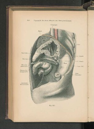 Fig. 317. Topographie des oberen Milzpoles zum Sinus phrenicocostalis.