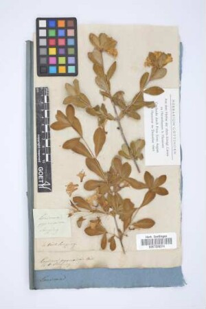 Lonicera pyrenaica