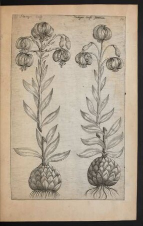 Taf. 50. [Lilium martagon]