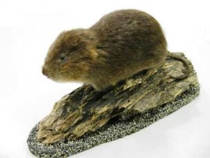 Schermaus, Arvicola terrestris