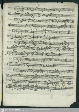 Viola