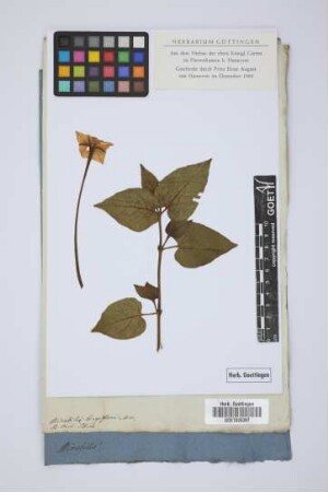 Mirabilis longiflora