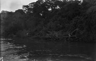 Rio Paraná : Insel im Rio Paraná.