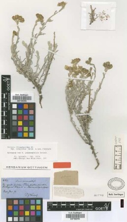 Senecio psammophilus Griseb. [syntype]