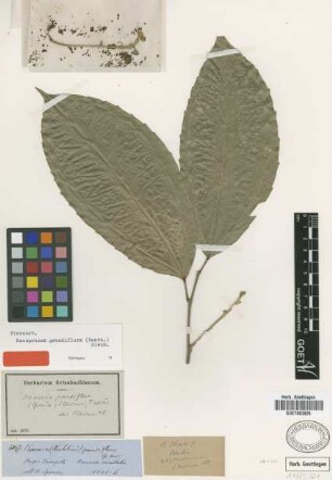 Banara grandiflora Spruce [type]