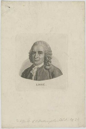 Bildnis des Linné