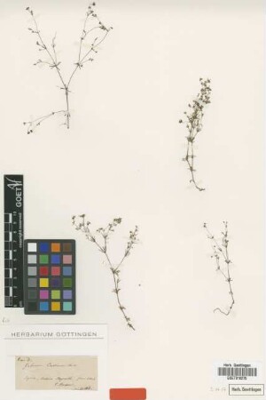 Galium cassium Boiss. [type]