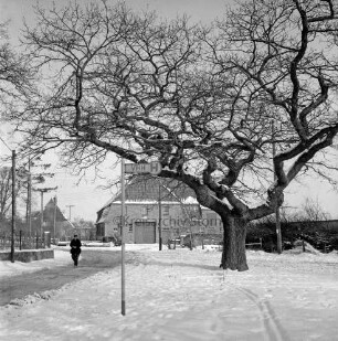 Dorfstraße mit Eiche: links Fußgänger: im Hintergrund Bauernhäuser: Winter