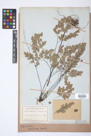 Adiantum tenerum Sw.