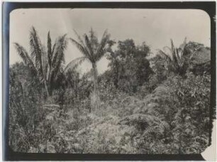 Urwald in der Gegend von Michiplaya östlich von Mapiri