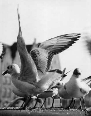 Überfahrt ab Bremen mit der "Bremen". Gruppe von Möwen