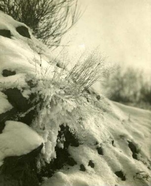 Grasbüschel im Schnee. Nahaufnahme