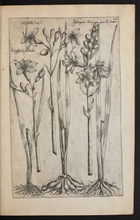Taf. 47. [Lilium]