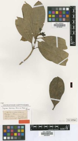 Fagraea khasiana Hook.f. et Thoms. ex Benth. [type]