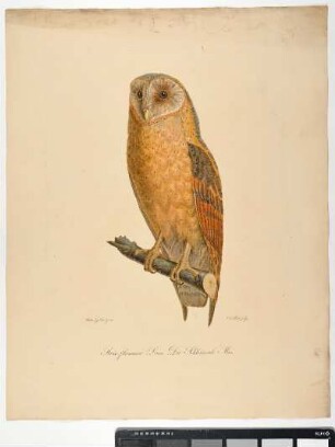 Strix flammea. Linn: Die Schleiereule. Mas. - Schleiereule. Tyto alba; mas. - Zeichner: Ambrosius Gabler; Stecher: Johann Carl Bock