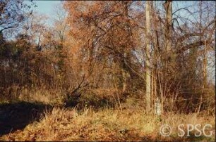 Caputh, Park Caputh, "Wildnis" nordwestlich des Schlosses.