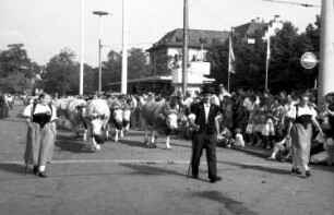 Basel (Schweiz): Geschmückte Kühe