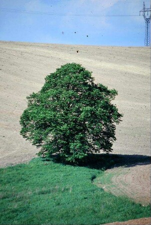großer Baum auf einem Feld
