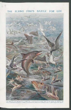 Tafel: The Flying Fish's battle for life.