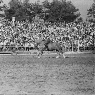 Moritzburger Hengstparade. Jockey beim Vorführen verschiedener Gangarten