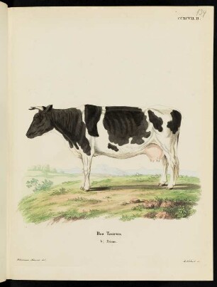 CCXCVII. B. Bos Taurus. b) Frisius.