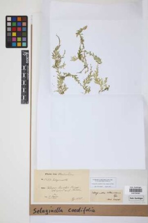 Selaginella cordifolia (Desv. ex Poir.) Spring