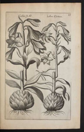 Taf. 45. [Lilium]