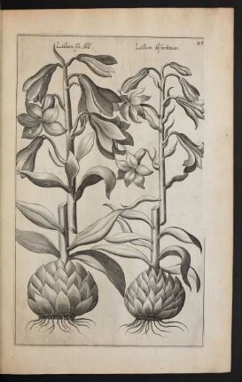 Taf. 45. [Lilium]