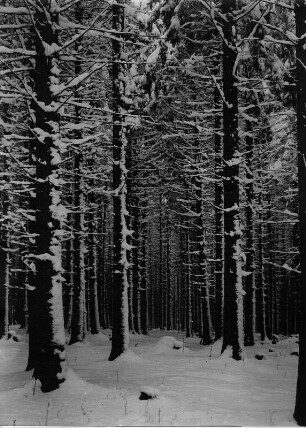 Deutschland. Thüringen. Winter im Thüringer Wald bei Eisenach. Verschneite Bäume