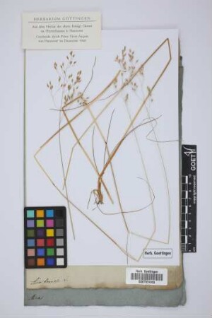 Aira flexuosa L.