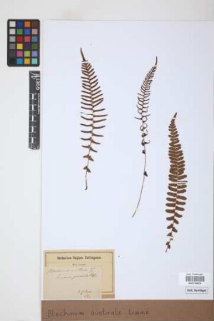Blechnum australe L.