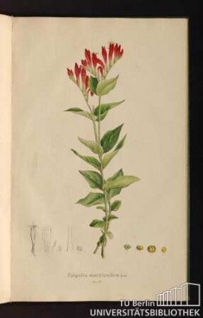 Tab. 72. Spigelia marylandica Lin.