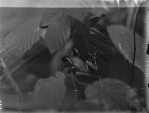 Europäischer Laubfrosch : Europäischer Laubfrosch (Hyla arborea Linnaeus) beim Klettern.