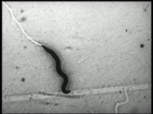 Ditylenchus dipsaci (Nematoda) - Verhalten im CO[2]-Gradienten