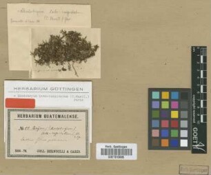 Bryum latocuspidatum Müll.Hal. [isotype]